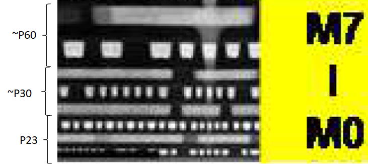 TSMC N3 Lower BEOL and MOL.png